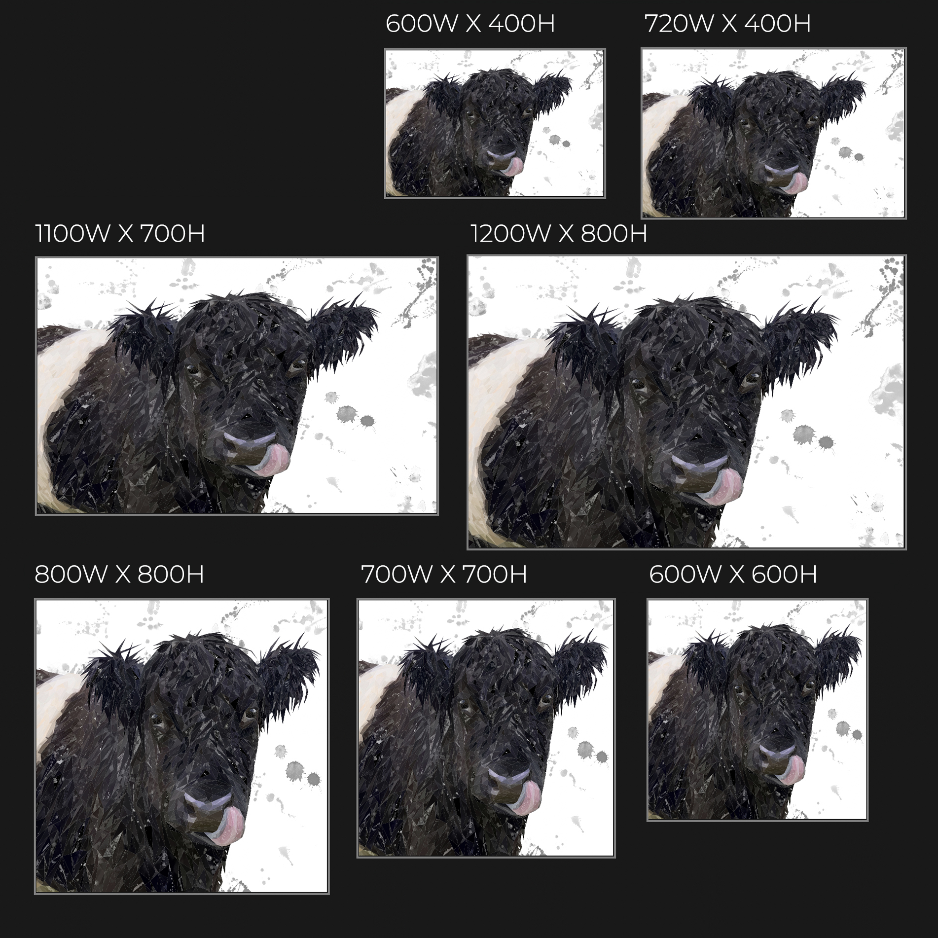 "Eugene" The Belted Galloway Cow (Grey Background) Glass Wall Art