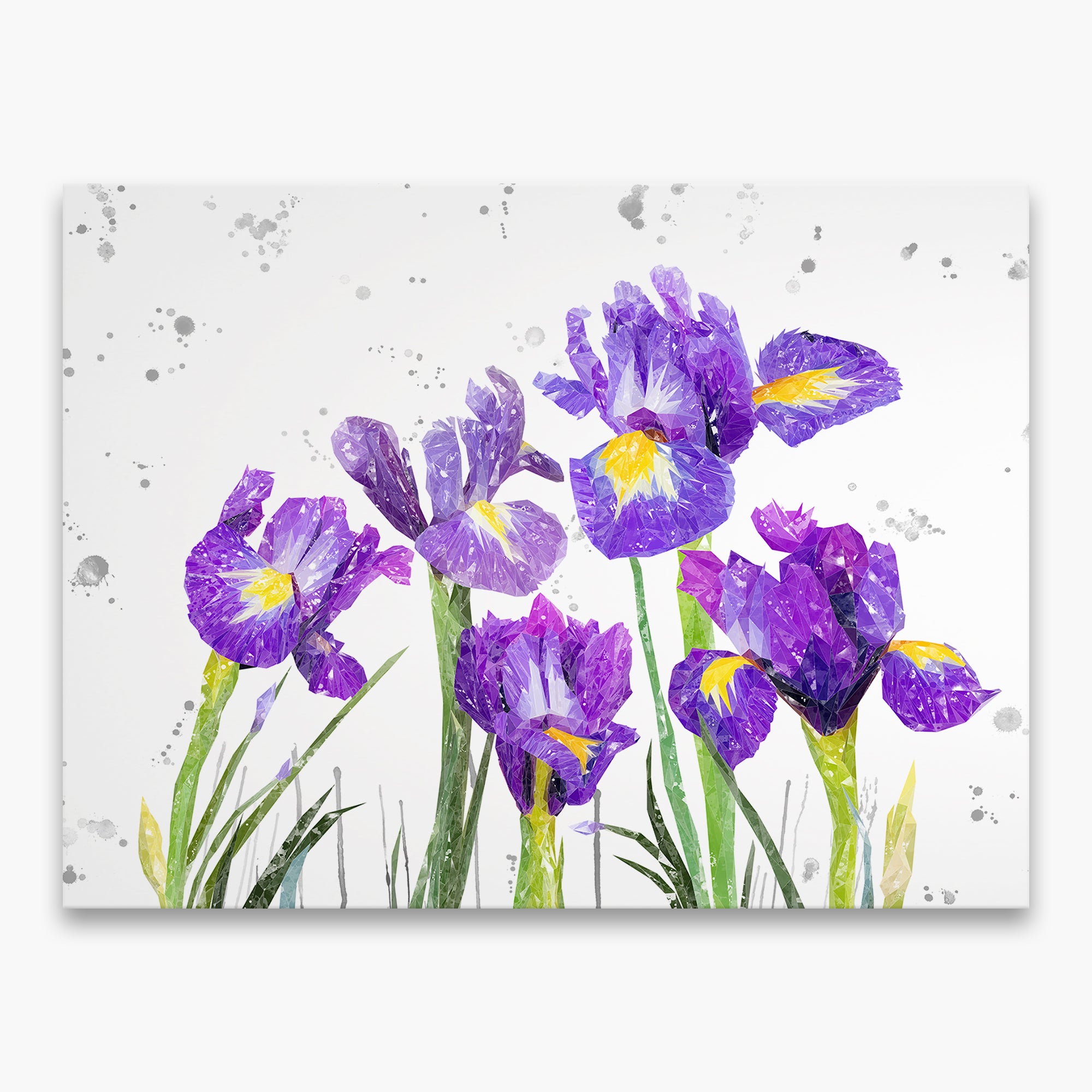 "Purple Haze" Iris Grey Background Canvas Print