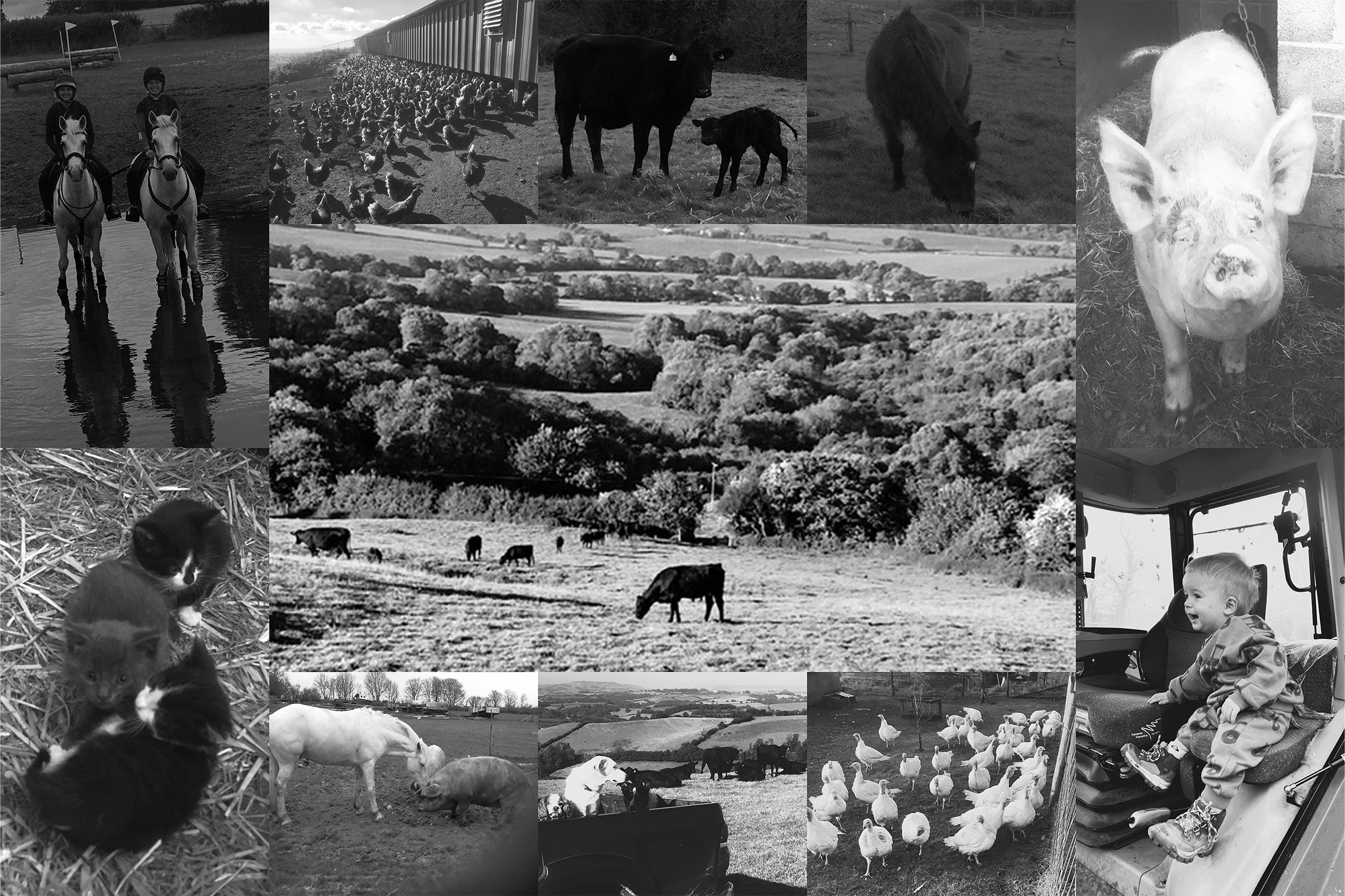 Custom Listing for TG - CUSTOMER PHOTOS 1500w x 1000h - ADH