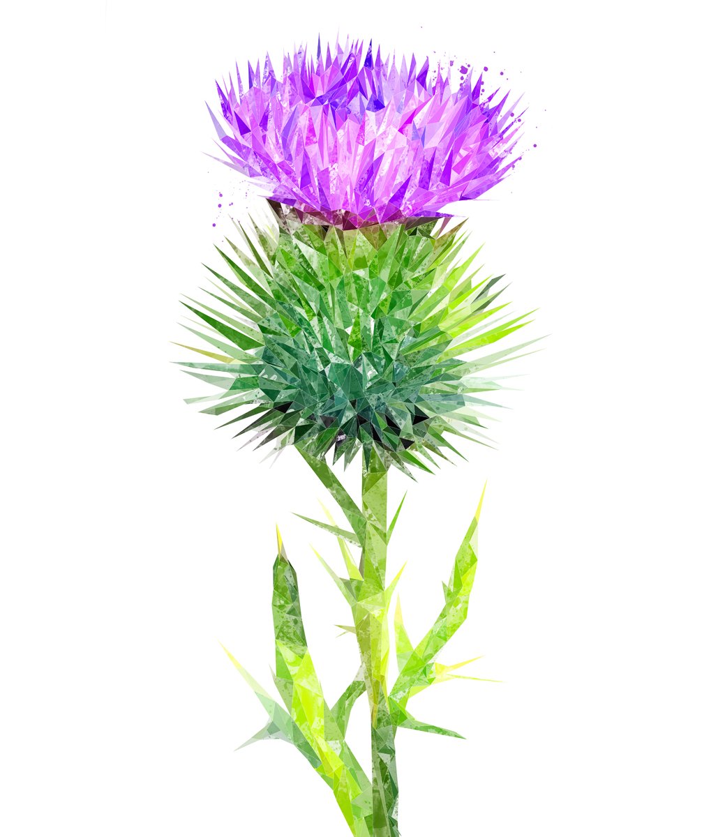 The Thistle (Portrait) Kitchen Splashback