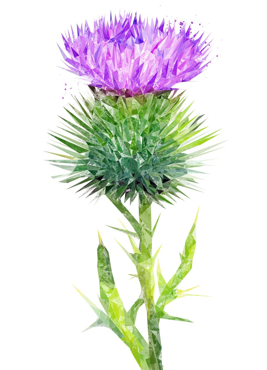 The Thistle (Portrait) Kitchen Splashback