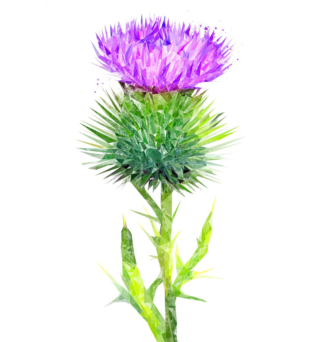 The Thistle (Portrait) Kitchen Splashback