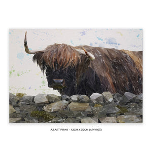 "Freya" The Highland Cow from Applecross A3 Unframed Art Print - Andy Thomas Artworks