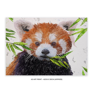 "Red" The Red Panda A3 Unframed Art Print - Andy Thomas Artworks