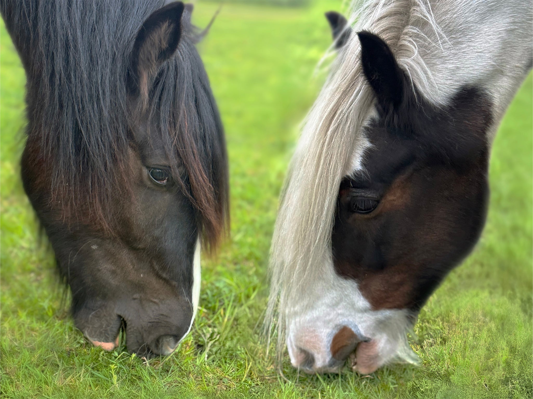 Custom Listing for SL - Customer Photo Merge, 2 Horse Images - Edited, Cleaned and cropped 800 wide  x 600h - ADH