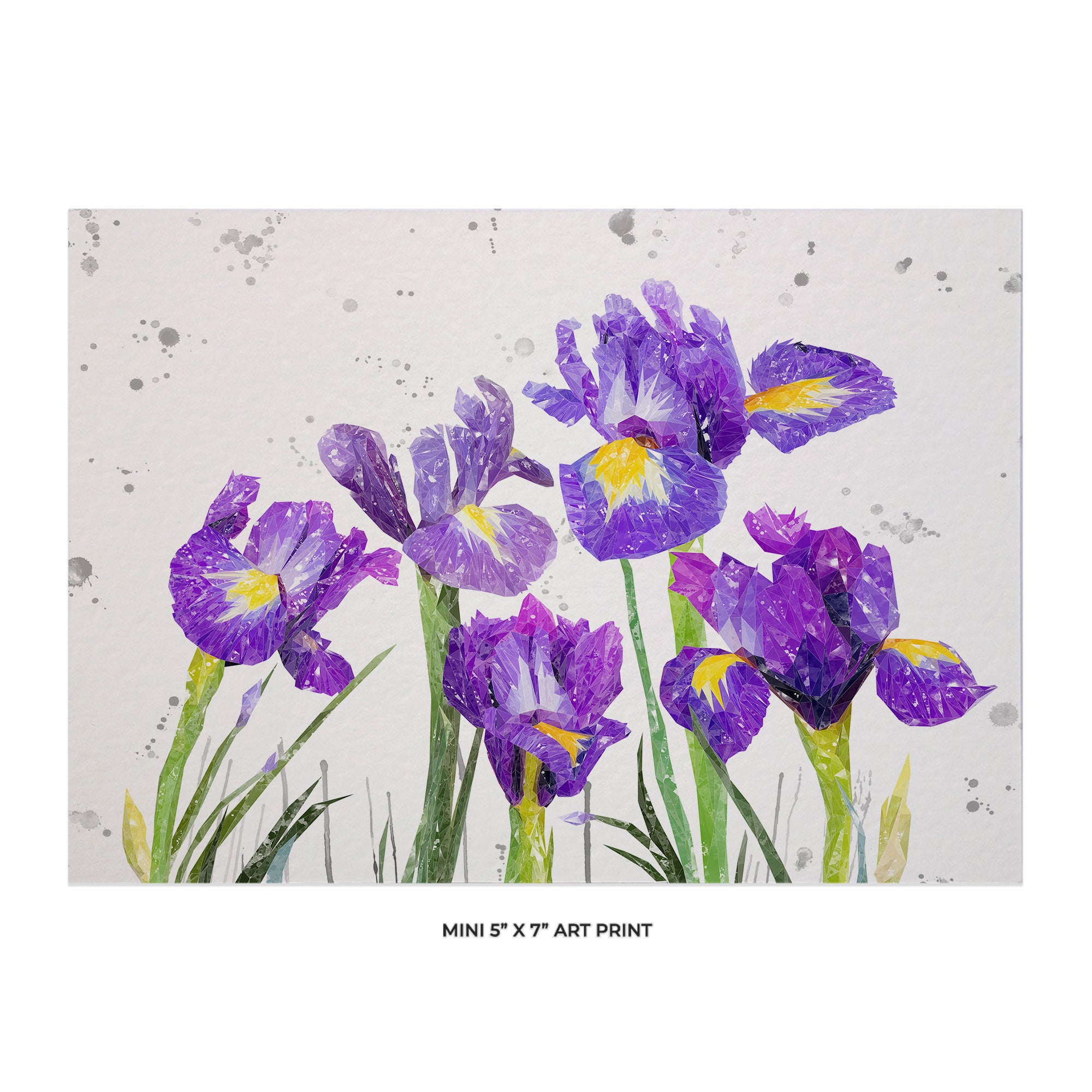 NEW! "Purple Haze" Iris Grey Background 5x7 Mini Print