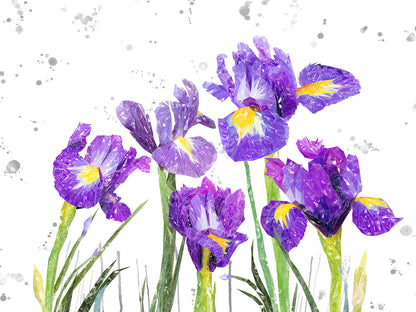 "Purple Haze" Iris Grey Background Canvas Print