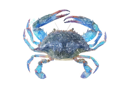 NEW! "Calli" The Blue Crab Kitchen Splashback - Andy Thomas Artworks