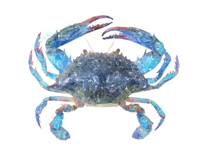 NEW! "Calli" The Blue Crab Kitchen Splashback - Andy Thomas Artworks