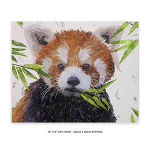 "Red" The Red Panda 10" x 8" Unframed Art Print - Andy Thomas Artworks