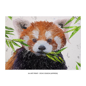 "Red" The Red Panda A4 Unframed Art Print - Andy Thomas Artworks